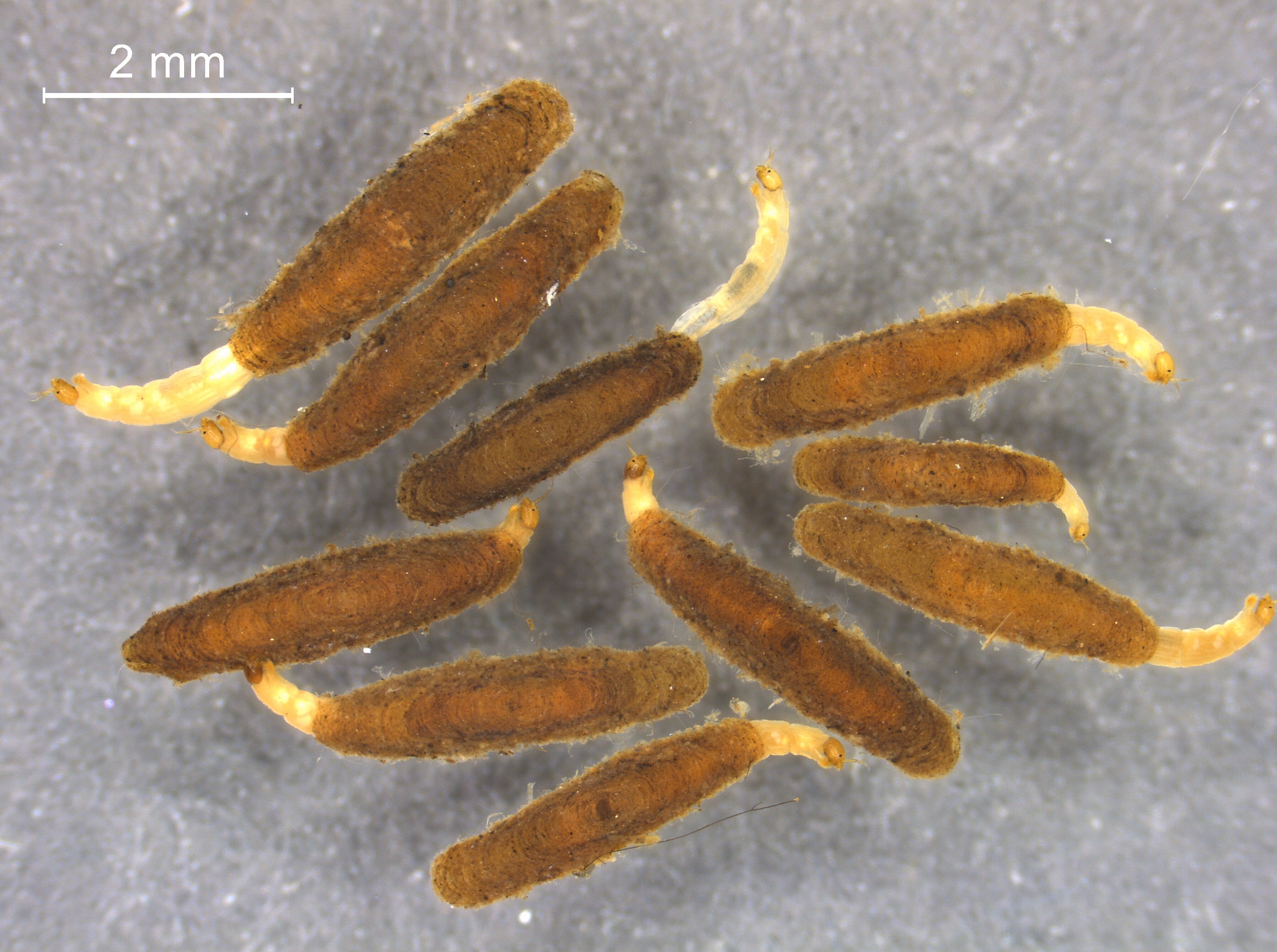 Chironomidae larva